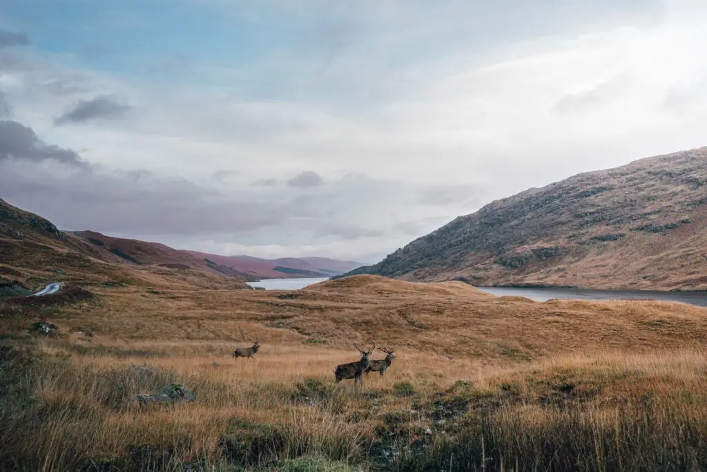Scottish Highlands landscape with red deer and rolling hills, symbolising vision, resilience and long-term leadership. Livingston James provides Chief Executive Officer executive search and CEO recruitment services, helping organisations across Scotland and the UK appoint exceptional executive leaders.