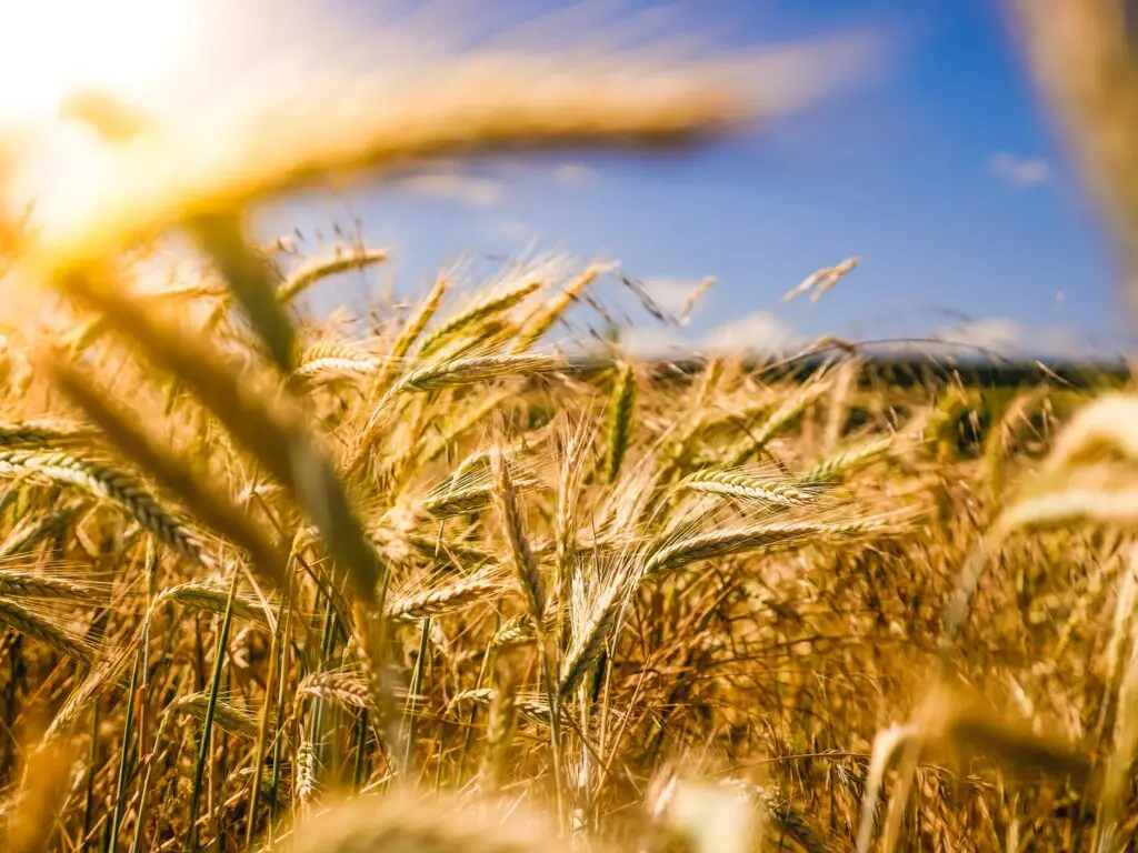 Golden wheat field at harvest time, representing agriculture, food production and consumer goods supply chains. Livingston James provides consumer goods executive search services to FMCG, food and drink, manufacturing and agricultural businesses across Scotland and the UK.